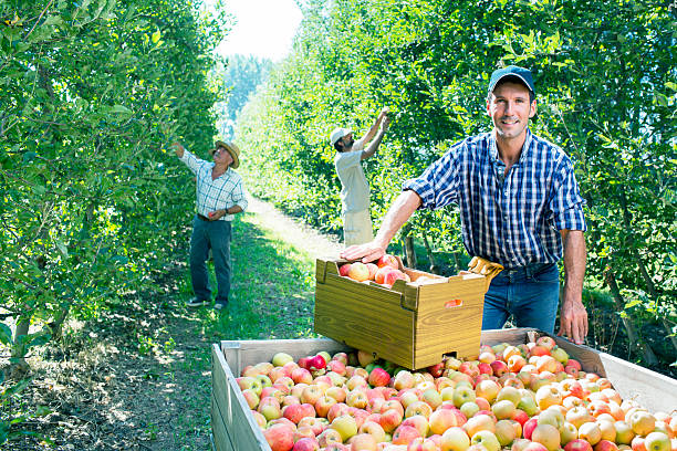 URGENT: Fruit Farm Worker Job in Canada With Visa Sponsorship