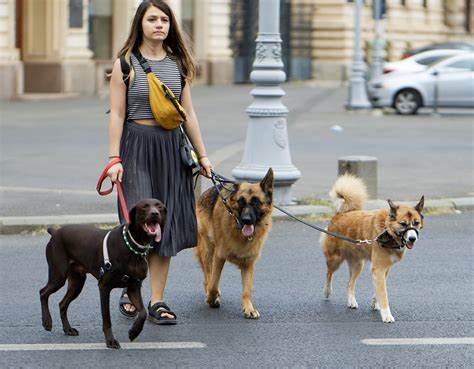 Dog Walker Jobs with Visa Sponsorship – Apply Now for 2025 Opportunities