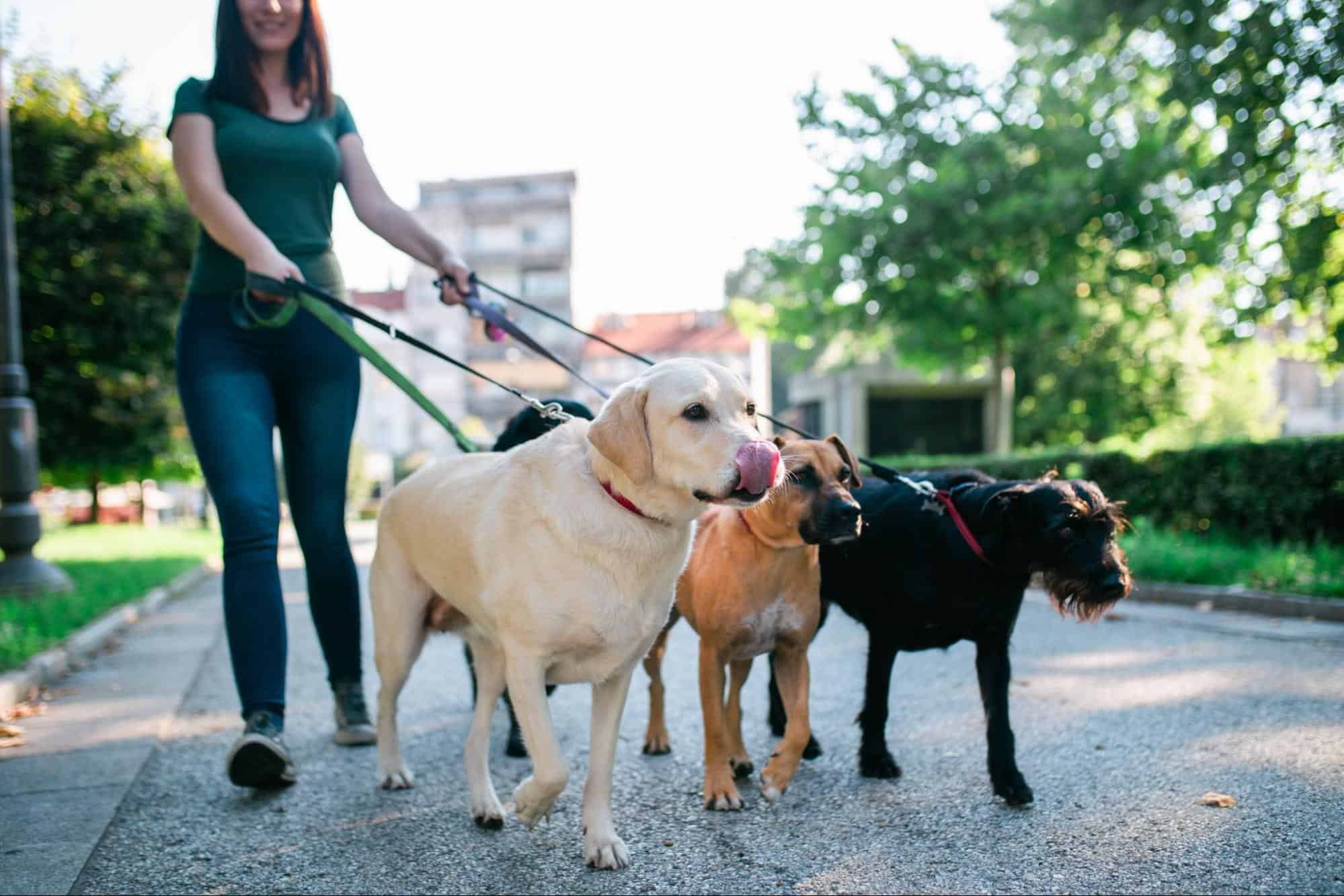 £15,000 Pet Sitter Jobs In The UK With Visa Sponsorship