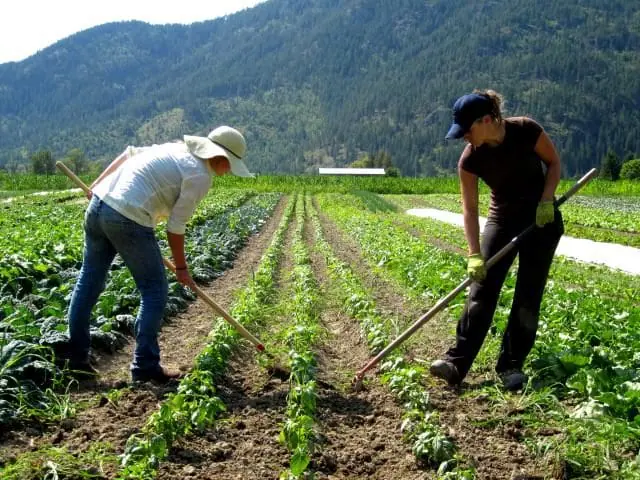 Farm Jobs In USA With Free Visa Sponsorship